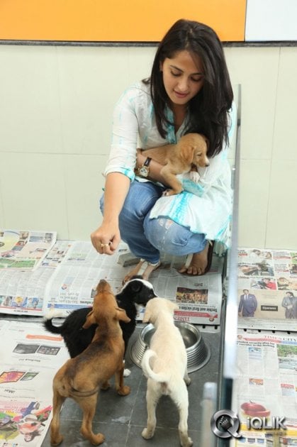 Anushka-at-Blue-Cross-Pet-Carnival-2014